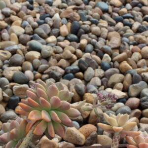 Baja Cresta Red Rubble
