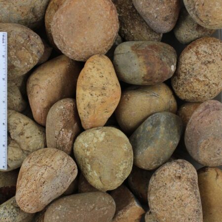 Mexican Sunburst 2-3 Inch