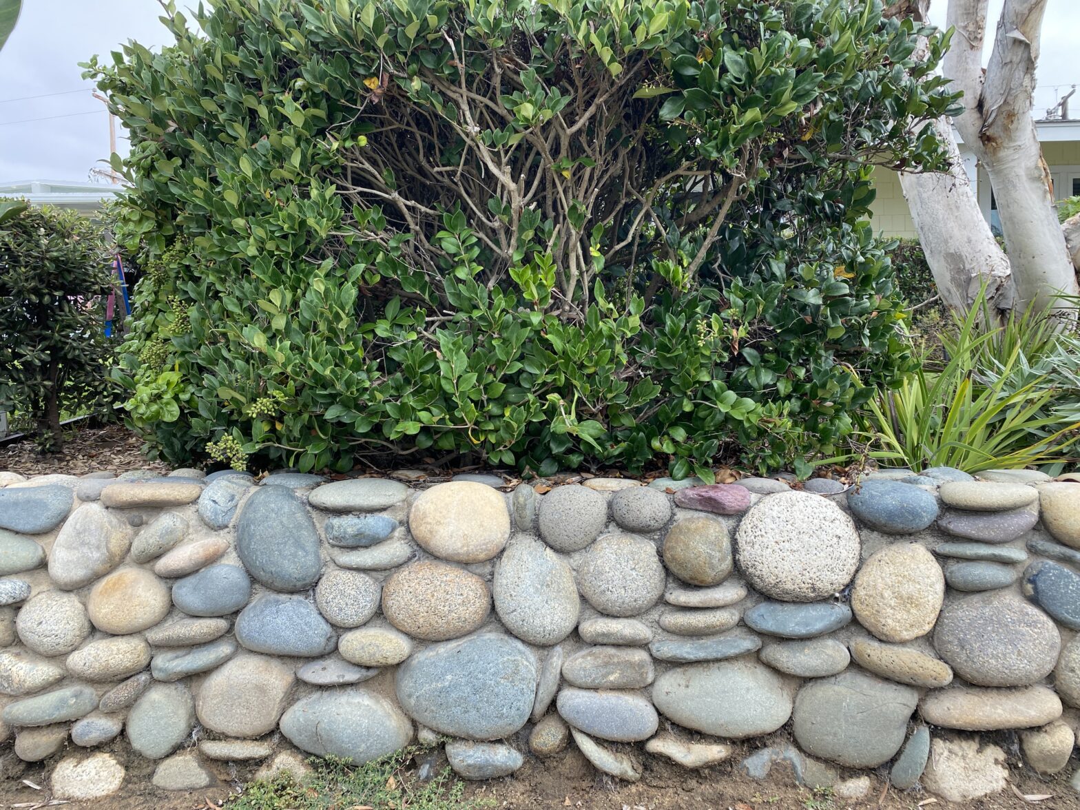 Mixed Mexican Beach Pineapples
